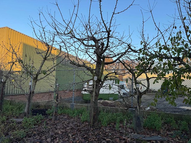 Kersenboom (54x) - afbeelding 8 van  115