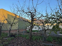 Kersenboom (54x) - afbeelding 8 van  115