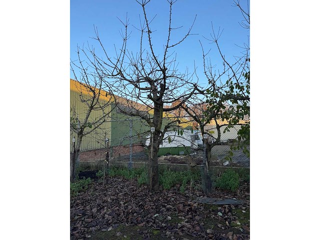 Kersenboom (54x) - afbeelding 9 van  115