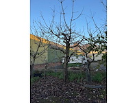 Kersenboom (54x) - afbeelding 9 van  115