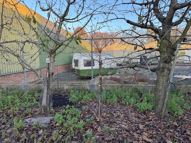 Kersenboom (54x) - afbeelding 10 van  115