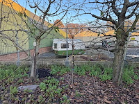 Kersenboom (54x) - afbeelding 10 van  115