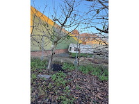 Kersenboom (54x) - afbeelding 11 van  115