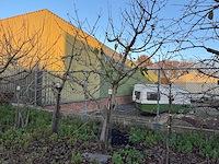 Kersenboom (54x) - afbeelding 12 van  115