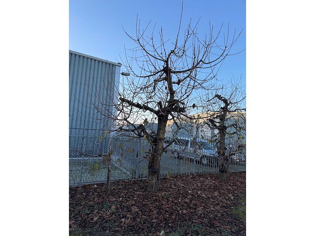 Kersenboom (54x) - afbeelding 2 van  115