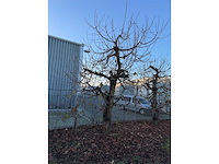 Kersenboom (54x) - afbeelding 2 van  115