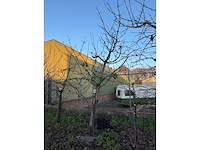 Kersenboom (54x) - afbeelding 14 van  115