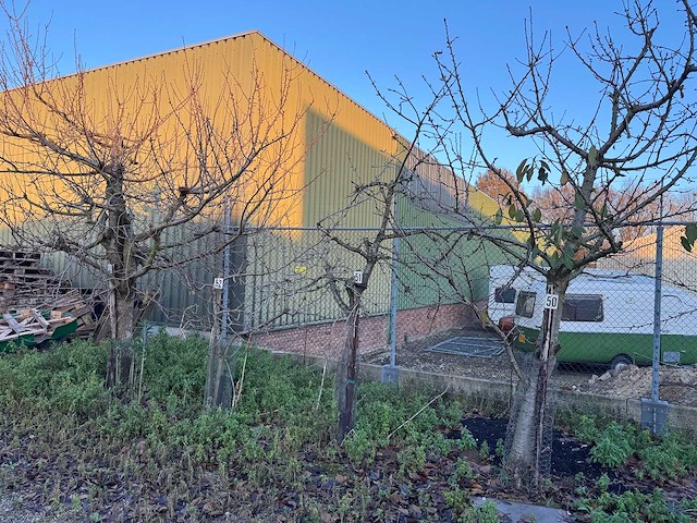 Kersenboom (54x) - afbeelding 15 van  115