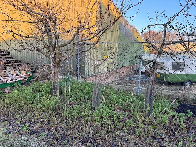 Kersenboom (54x) - afbeelding 17 van  115