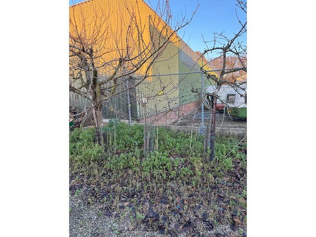 Kersenboom (54x) - afbeelding 18 van  115