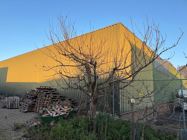 Kersenboom (54x) - afbeelding 19 van  115