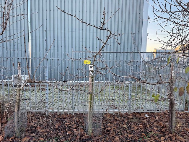 Kersenboom (54x) - afbeelding 13 van  115