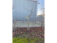 Kersenboom (54x) - afbeelding 20 van  115