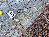 Kersenboom (54x) - afbeelding 21 van  115