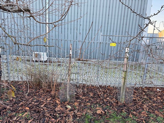 Kersenboom (54x) - afbeelding 22 van  115