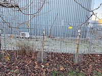 Kersenboom (54x) - afbeelding 22 van  115