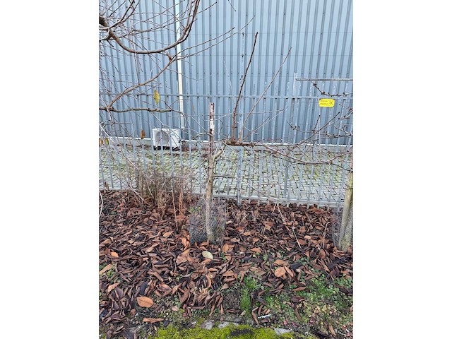 Kersenboom (54x) - afbeelding 23 van  115