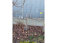 Kersenboom (54x) - afbeelding 23 van  115