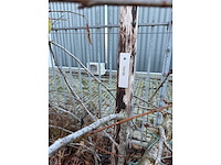 Kersenboom (54x) - afbeelding 24 van  115