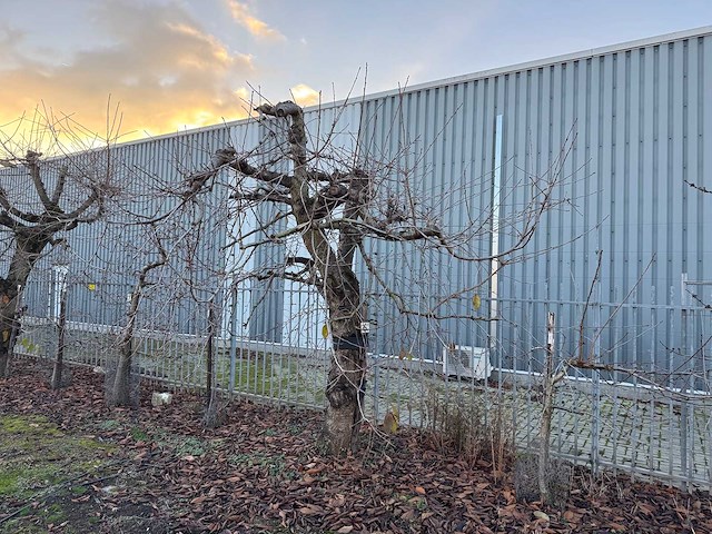 Kersenboom (54x) - afbeelding 25 van  115