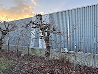 Kersenboom (54x) - afbeelding 25 van  115