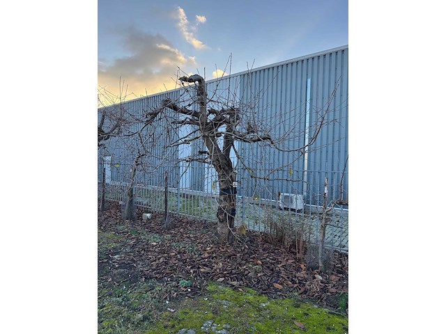 Kersenboom (54x) - afbeelding 26 van  115