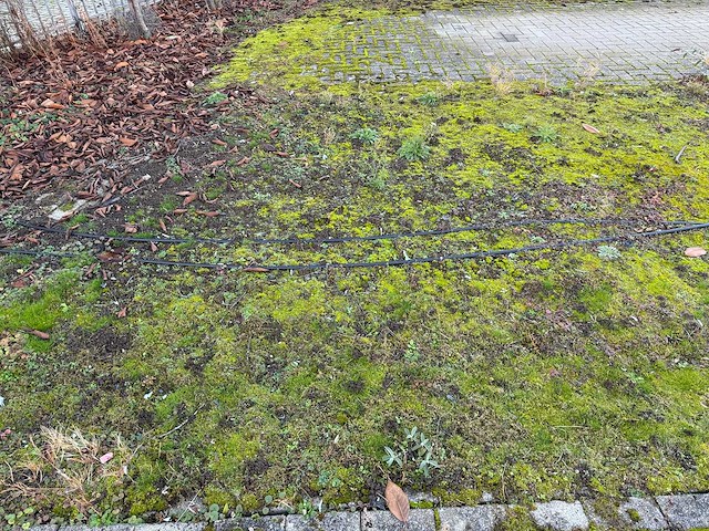 Kersenboom (54x) - afbeelding 27 van  115