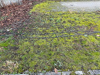 Kersenboom (54x) - afbeelding 27 van  115