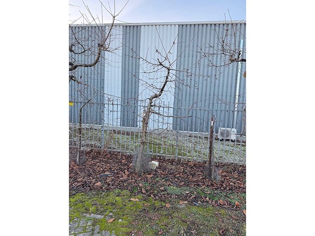 Kersenboom (54x) - afbeelding 30 van  115