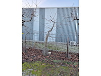 Kersenboom (54x) - afbeelding 30 van  115