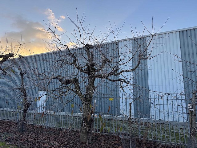 Kersenboom (54x) - afbeelding 31 van  115