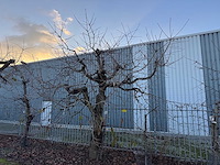 Kersenboom (54x) - afbeelding 31 van  115