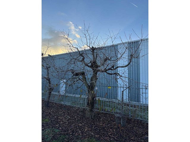 Kersenboom (54x) - afbeelding 32 van  115