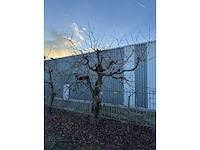 Kersenboom (54x) - afbeelding 32 van  115