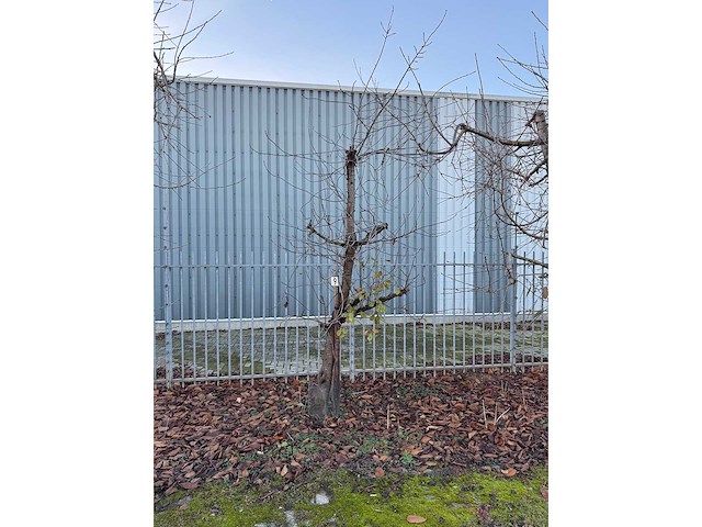 Kersenboom (54x) - afbeelding 34 van  115