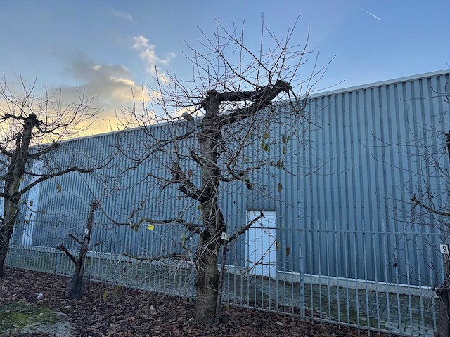 Kersenboom (54x) - afbeelding 35 van  115