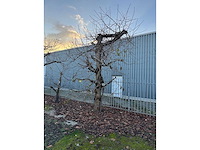 Kersenboom (54x) - afbeelding 36 van  115