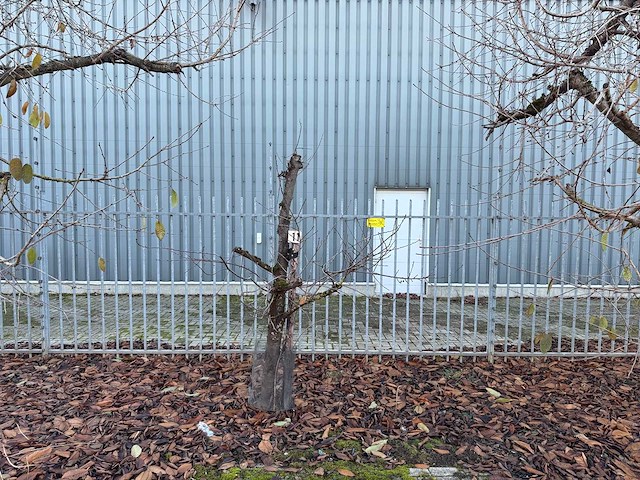 Kersenboom (54x) - afbeelding 37 van  115