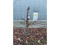 Kersenboom (54x) - afbeelding 38 van  115