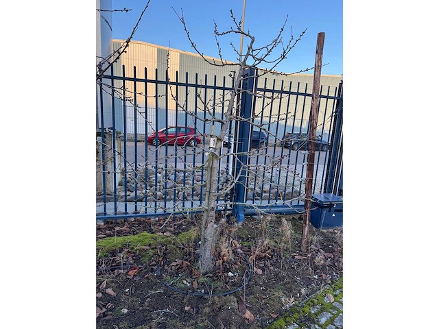 Kersenboom (54x) - afbeelding 28 van  115