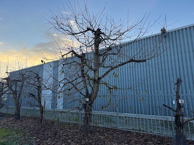 Kersenboom (54x) - afbeelding 40 van  115