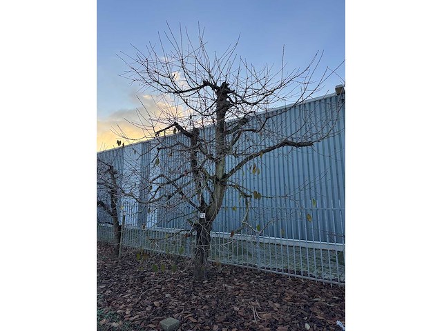 Kersenboom (54x) - afbeelding 41 van  115