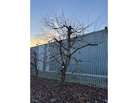 Kersenboom (54x) - afbeelding 41 van  115