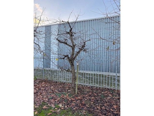 Kersenboom (54x) - afbeelding 43 van  115