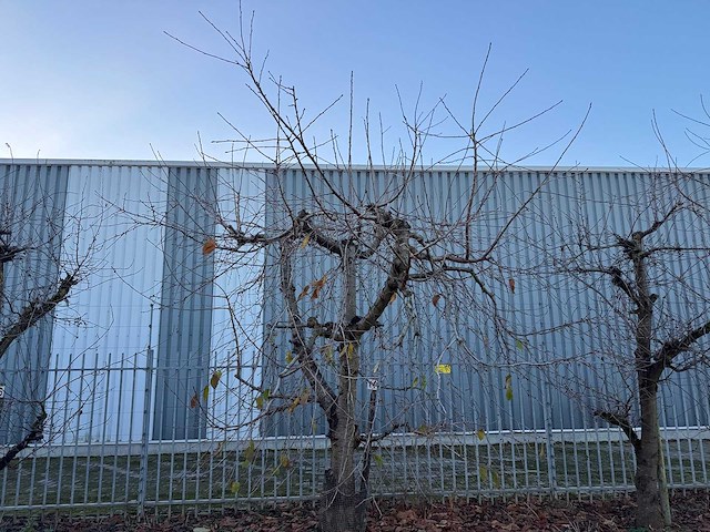 Kersenboom (54x) - afbeelding 44 van  115