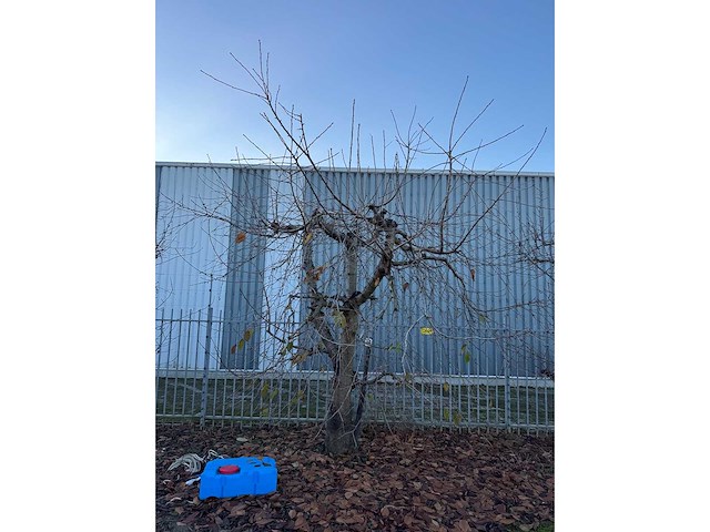 Kersenboom (54x) - afbeelding 45 van  115
