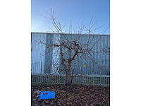 Kersenboom (54x) - afbeelding 45 van  115