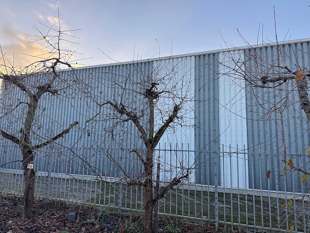 Kersenboom (54x) - afbeelding 46 van  115