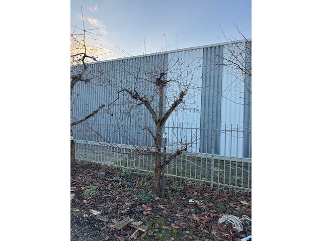 Kersenboom (54x) - afbeelding 47 van  115