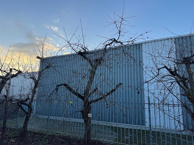 Kersenboom (54x) - afbeelding 48 van  115